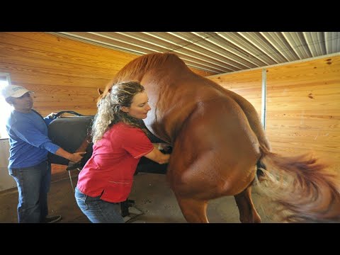 Vídeo: Quem é O Residente Da Comédia Mulher