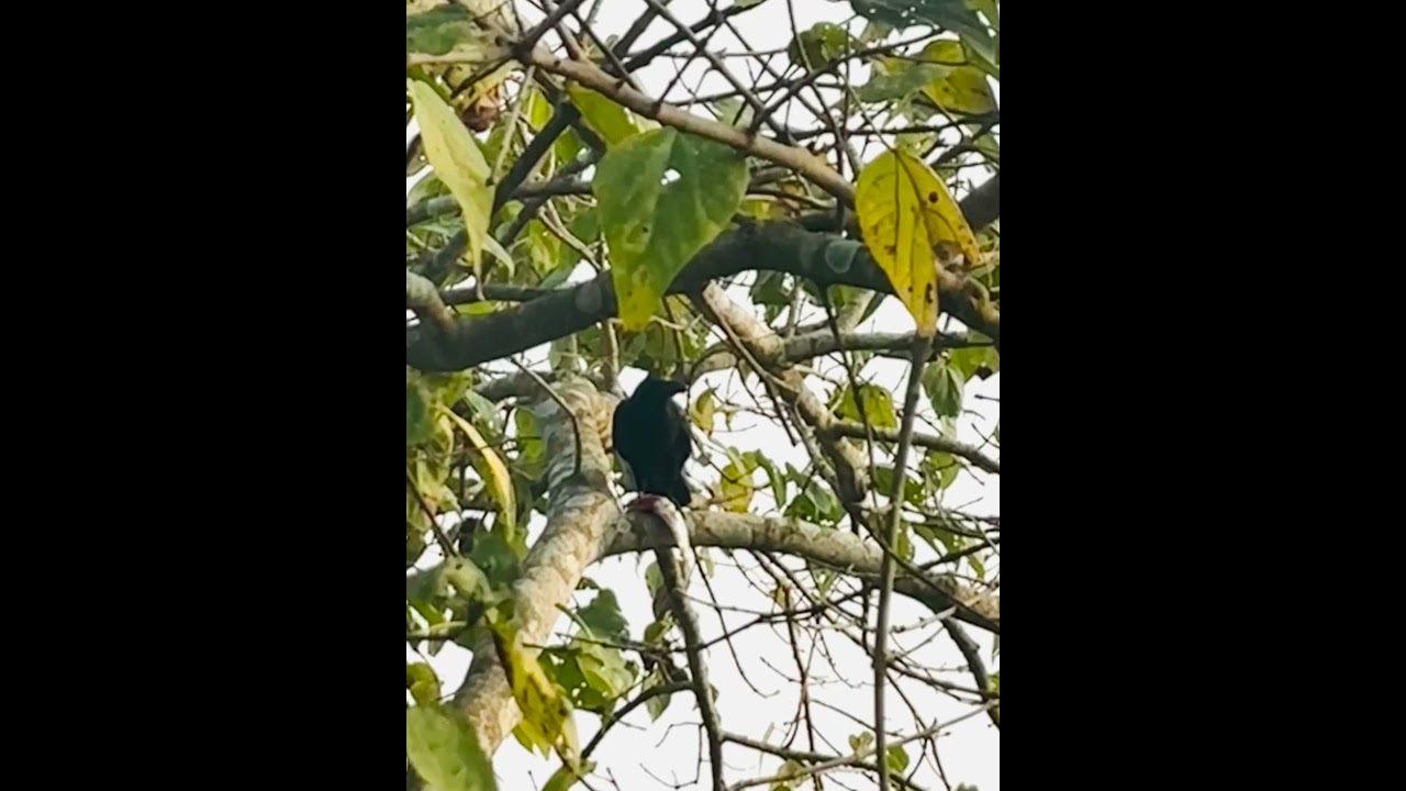 Fish hunting crow👏👏 