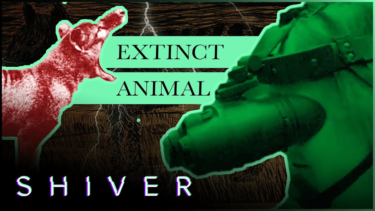 Documentary backdrop image for The Haunting Search for the Tasmanian Tiger (2019)