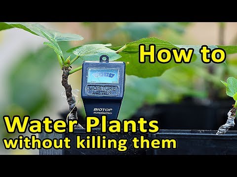 Vídeo: Fying Container Plants - Por que uma planta pode morrer de repente