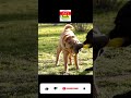 😍 funny videos of dogs fighting 🐕, funny dogs fighting each other 😍, dog videos 🐕 # shorts