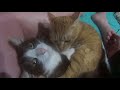 発情猫、綿棒で発散させて沈静化をはかるDivergence with an estrus cat, cotton bud to calm down