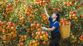 Download Lagu Harvesting Ripe American Apples to Sell | Traditional Fermented Apple Cider Village Recipe MP3