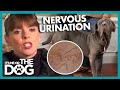 How To Stop Nervous Dogs From Peeing Indoors | It's Me Or The Dog How To Stop Nervous Dogs From Peeing Indoors | It's Me Or The Dog