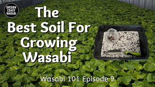 The Best Soil For Growing Wasabi - Wasabi 101 Episode 9