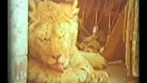 lion man of yeovil Alan lovell and tara the lion b...