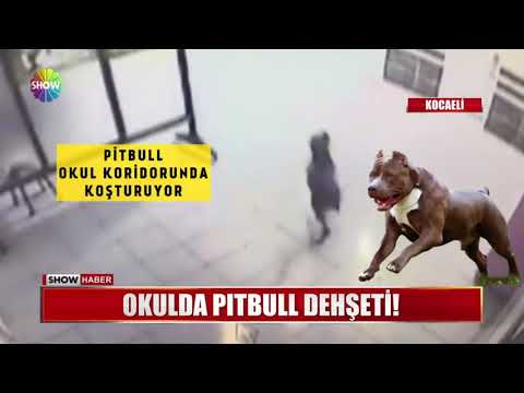 Okulda Pitbull dehşeti!