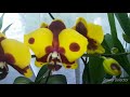 Орхидеи#цветочныйрай   цветение орхидей и петуний💞