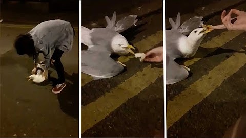 Student Tries To Save Seagull