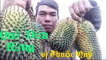 Lên Tìm Hái Dứa Rừng Trong Mùa Đông Giá Rét // Đời Sống Tây Bắc Tv