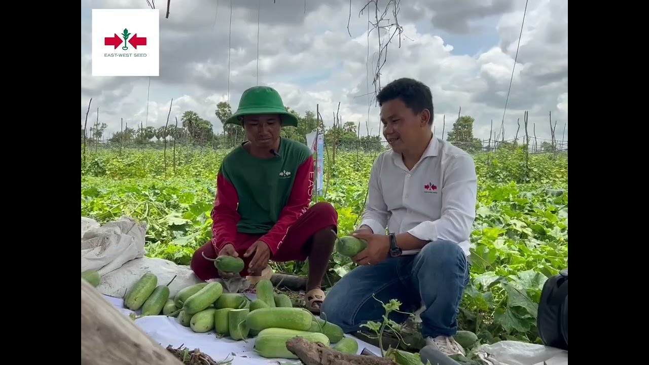 ពូជត្រឡាចស្រឡូន ក្រុមហ៊ុនអុិស វេស្ត សុិដ (ព្រួញក្រហម)