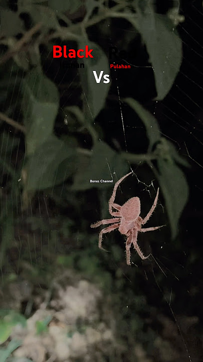 Super Red Spider 😱 #youtubeshorts