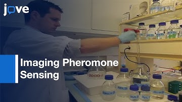 Imaging Pheromone Sensing: Mouse Vomeronasal Acute Tissue Slice Preparation l Protocol Preview
