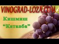 Неукрывной кишмиш Катавба