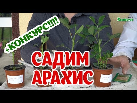 Как удачно посадить арахис и получить максимальный урожай?