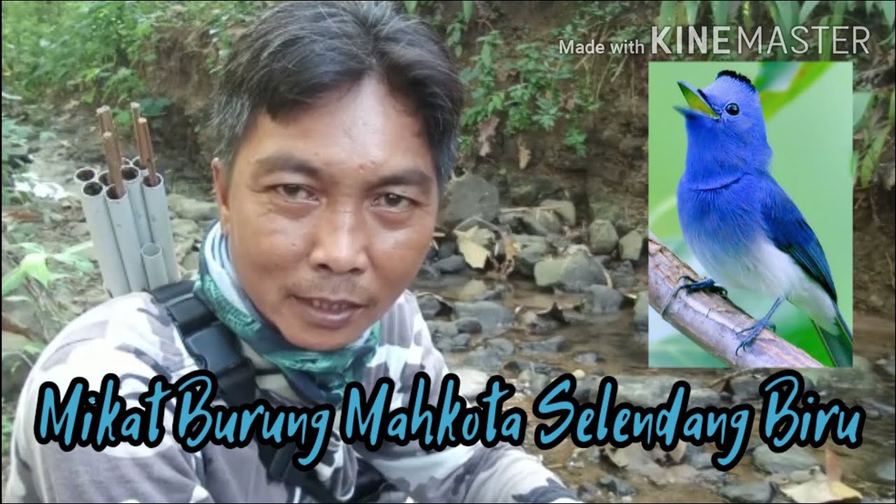 Mikat Burung Mahkota Selendang Biru 