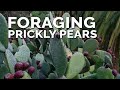 Survival foraging for prickly pear fruits