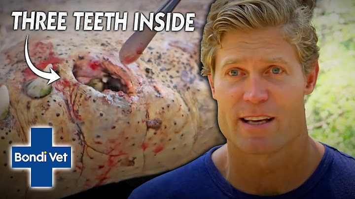 Vet Removes 3 TEETH That Got Trapped In Croc's Mouth | Bondi Vet