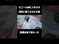 ビニール袋に入れられ河原に捨てられた子猫を保護#shorts #子猫保護 #子猫