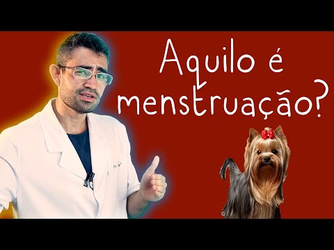 Vídeo: Ciclo Menstrual Do Cão: Os Cães Têm Períodos E Passam Pela Menopausa?