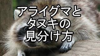 アライグマなぜ洗う