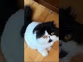 Lilly the cat #funny