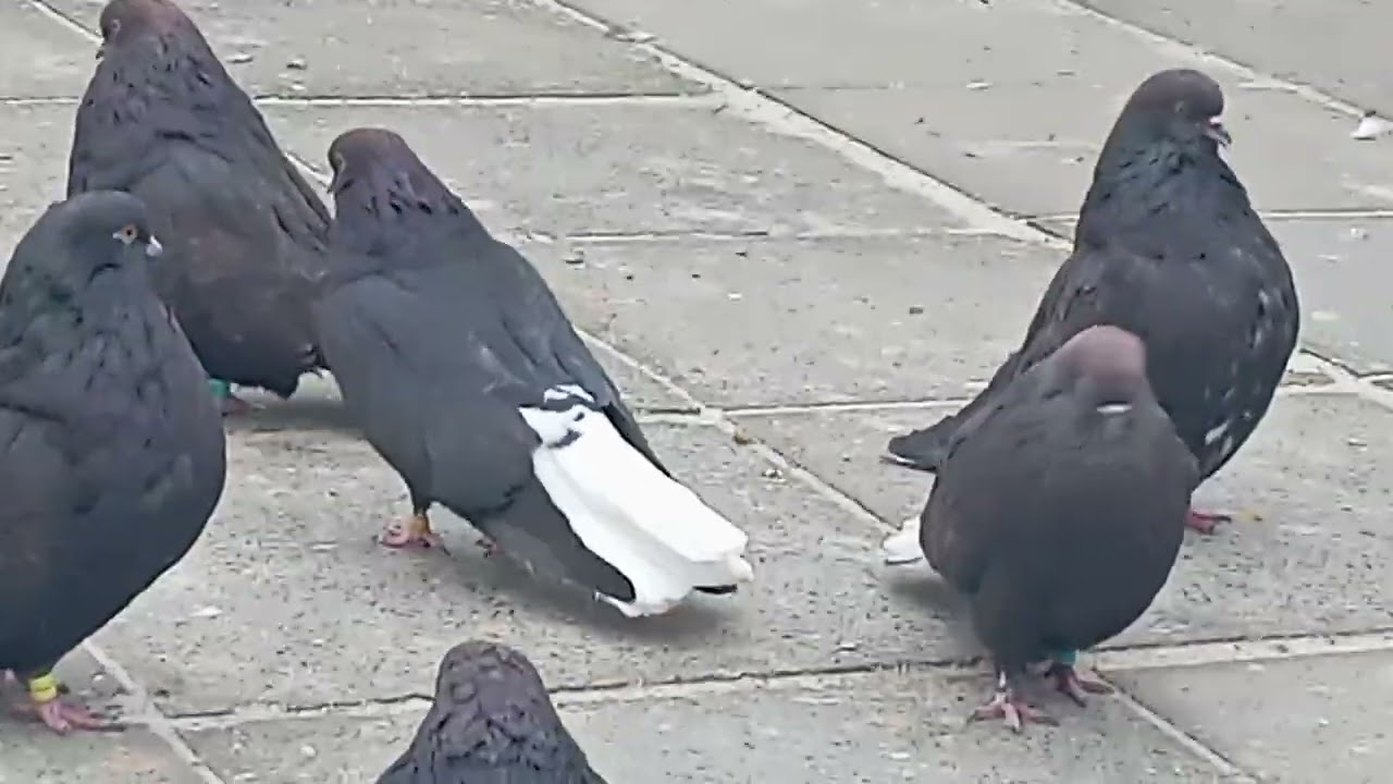 Мелитопольские голуби. Стандарт или... свои тараканы...