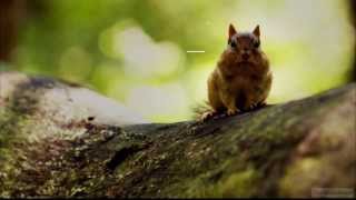 Animal Planet Hd Germany November Advert 2013 Hd1080