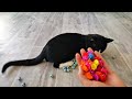 Satisfying Reverse Cat Tommy video Collection