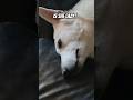 Is my dog lazy? #youtube #youtubeshorts #cute #lazy laz