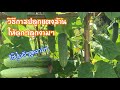 How to grow cucumbers from seed to harvest เทคนิคการปลูกแตงให้ดกๆลูกสวยๆงามๆ และการใช้ปุ๋ยที่ดีๆ