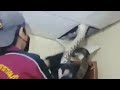 Huge Snake Extracted From Ceiling In Hair-Raising Video