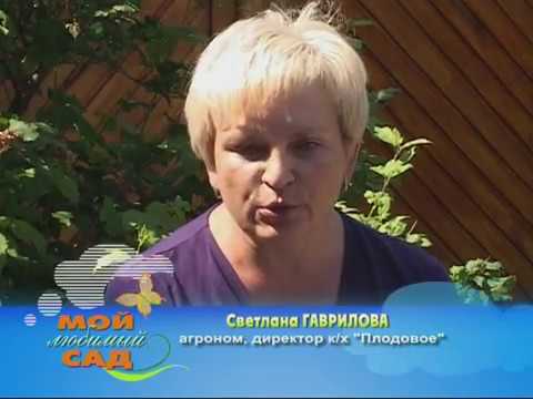 Мой любимый сад. Выпуск 39