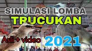 SIMULASI LOMBA TRUCUKAN TERBARU 2021 | BAIK MELATIH MENTAL TRUCUKAN JUARA