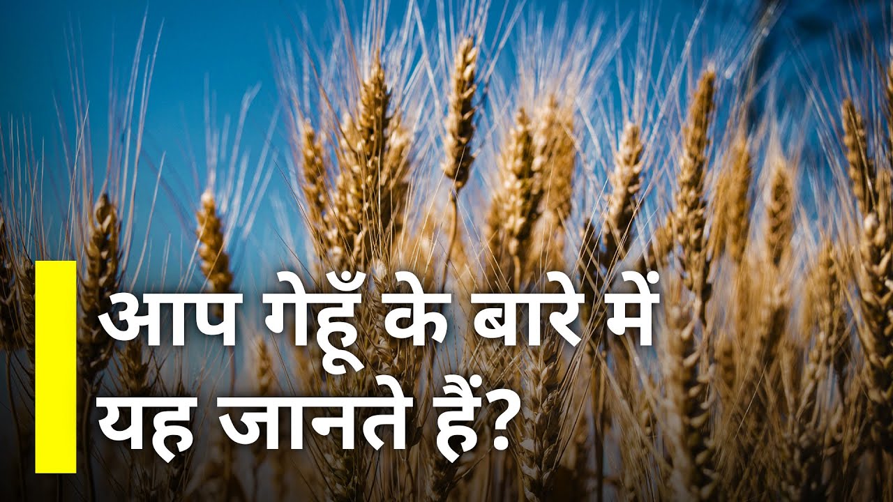 Gehu ka itihas, vartaman aur bhavishya | Gehu ke kuch unknown facts