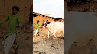 Northern Bypass Cow and Cattle Mandi 2026 Karachi The heaviest Calf in the Market #cow#bull #eid
