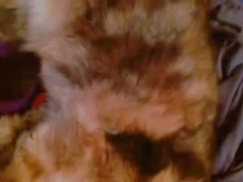 Βίντεο: Πνευμονία σε γάτες