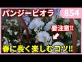 春にパンジービオラを長く楽しむコツ by 園芸チャンネル 854 #園芸 #ガーデニング #初心者