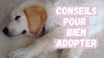 Où Peut-on adopter un chiot ?