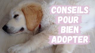 Tout ce qu'il faut savoir avant d'adopter un chiot