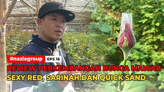 REVIEW PERKEMBANGAN BUNGA MAWAR SEXY RED, SARINAH & QUICK SAND | NAZLA GROUP INDONESIA
