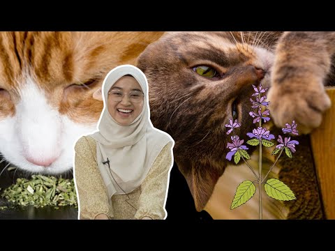 Video: Cara Kerja Valerian Pada Kucing