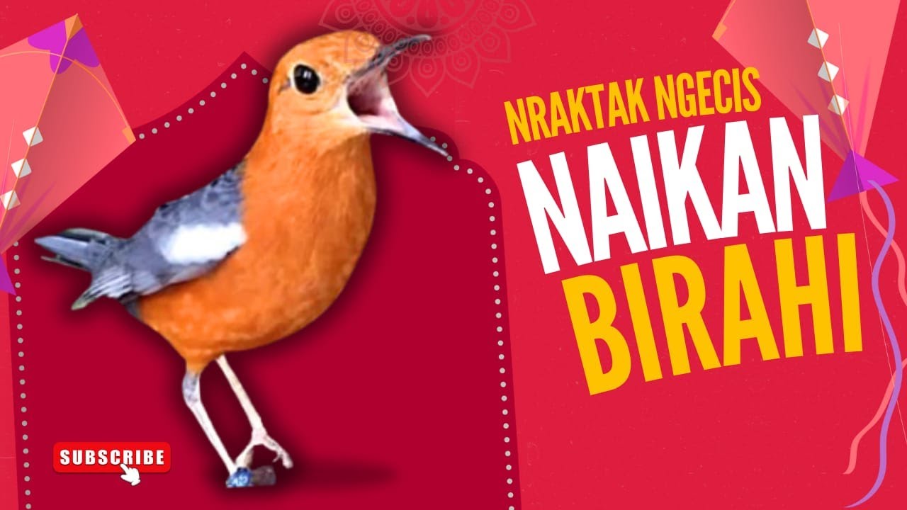 LANGSUNG NYAUT 10000 % ‼️ ANIS MERAH MACET BUNYI JIKA DENGAR SUARA INI PASTI NYAUT LANJUT GACOR | 68