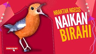 LANGSUNG NYAUT 10000 % ‼️ ANIS MERAH MACET BUNYI JIKA DENGAR SUARA INI PASTI NYAUT LANJUT GACOR | 68