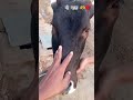 गो माता सेवा Gau Mata 🫶🐂 #GauMata #viral