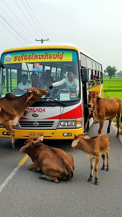 😱 BUS TERKURUNG SAPI LIAR DI JALAN! | DETIK-DETIK MENCEKAM DI PEDESAAN! 🚨🐄