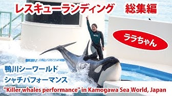 シャチ Youtube