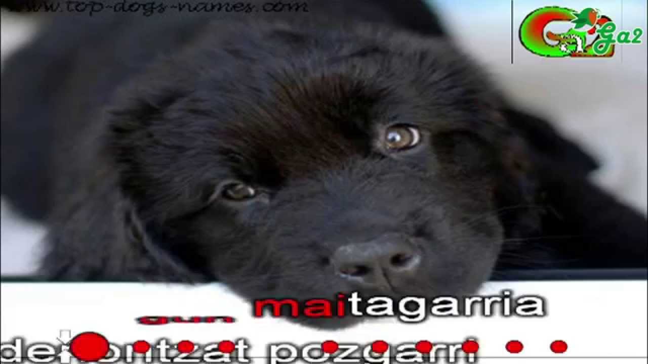 Beltzi -Takolo, Pirritx eta Porrotx-