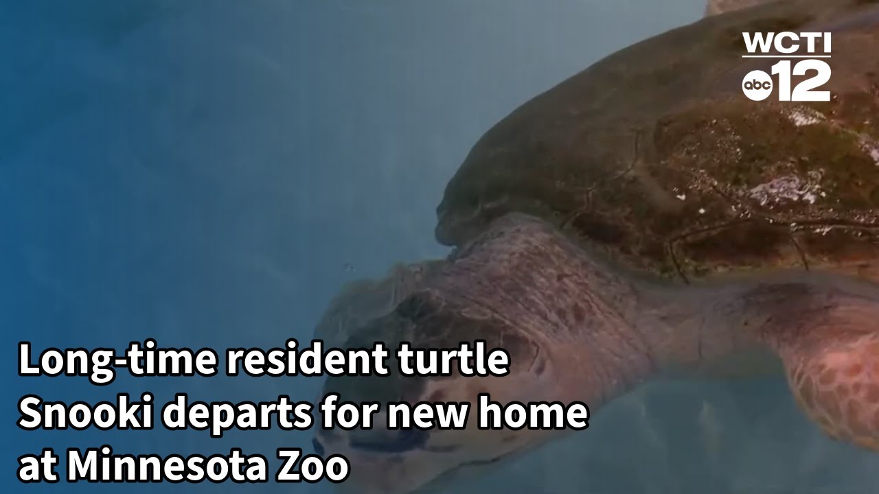 Черепаха Снуки, проживающая в зоопарке Миннесоты, переезжает в новый дом