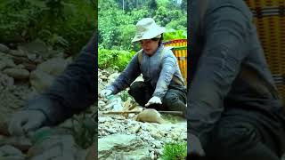 Traditional Fishing Skills-Single Mother Catches Giant Fish With 200m Line In Fast-Flowing Water News